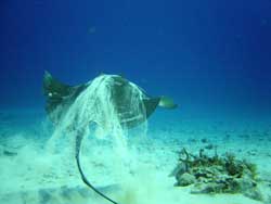 dive shop playa del carmen riviera maya mexico diving