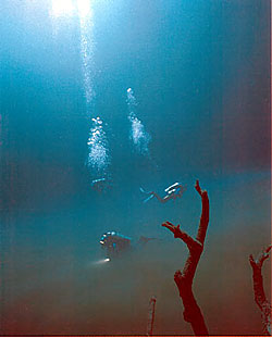 cenote diving playa del carmen mexico