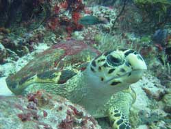 advanced diving in playa del carmen riviera maya with some amazing turtles